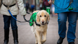 Dogs for Good charity assistance walking street golden Labrador Retriever